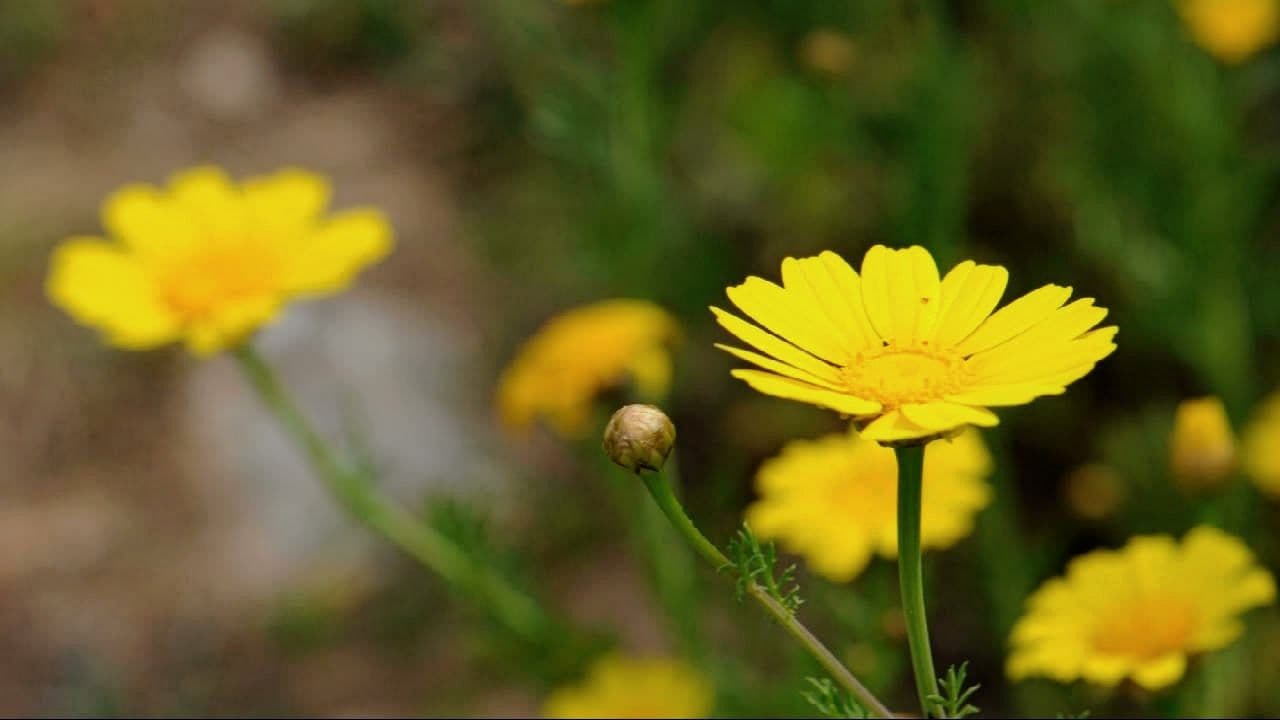 several golden yellow daisies