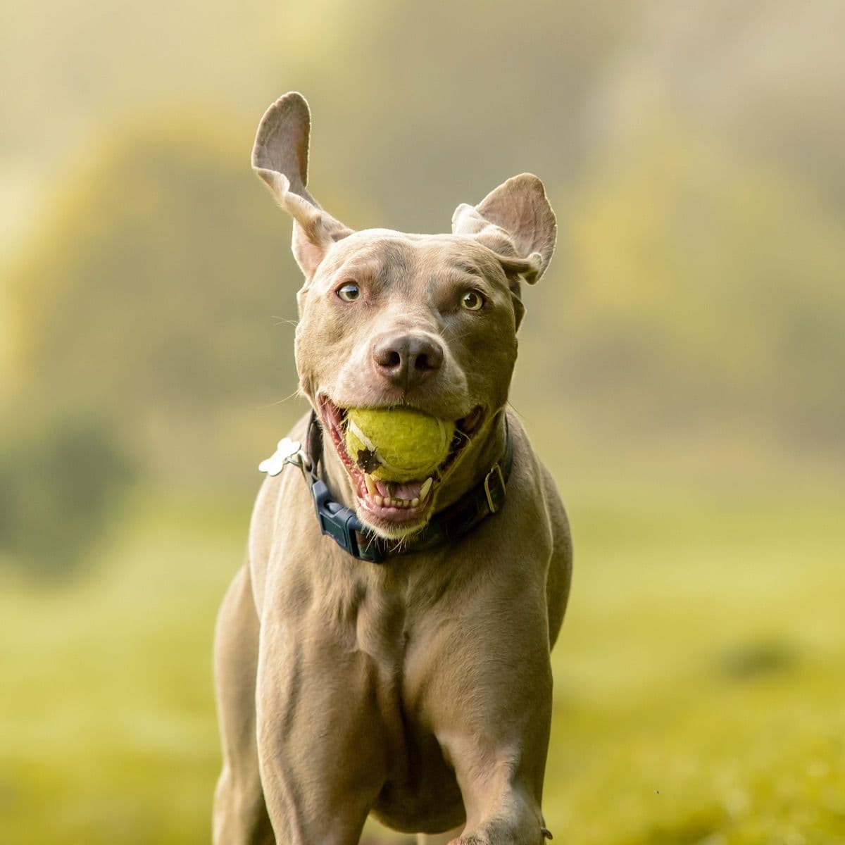 Dog running with ball in its mouth