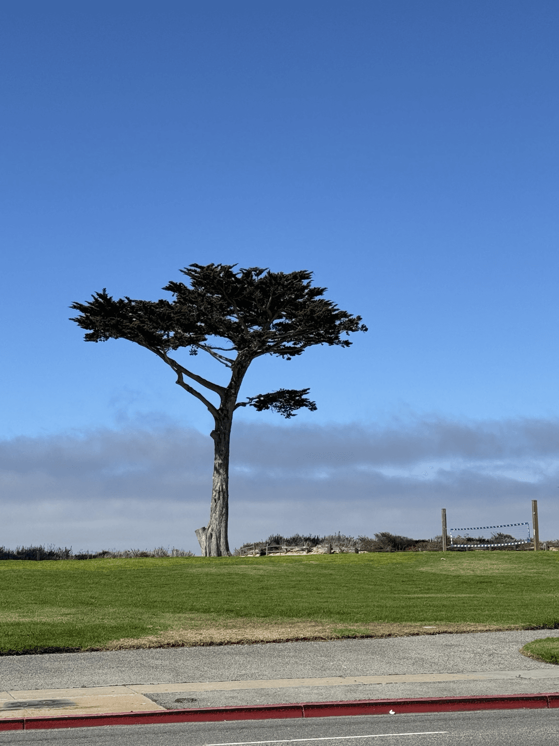 Cypress tree in Monterey, CA photographed by El Dorado Creative Web Design
